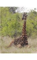Giraffe Seated Blank Book Lined Journal (8x10)