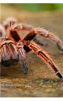 Spider Notebook: 150 lined pages, softcover, 6 x 9