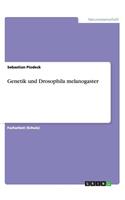 Genetik und Drosophila melanogaster