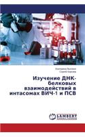 Izuchenie DNK-belkovykh vzaimodeystviy v intasomakh VICh-1 i PSV