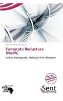 Fumarate Reductase (Nadh)