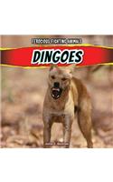 Dingoes: (Ferocious Fighting Animals)