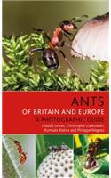 Ants of Britain and Europe