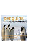 Penguins - Learn Cool Facts about Penguins and See Amazing Pictures