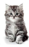 Cutest Kittens February Notebook & Journal. Productivity Work Planner & Idea Notepad: Brainstorm Thoughts, Self Discovery, To Do List
