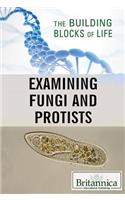 Examining Fungi and Protists