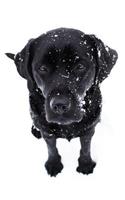 Black Lab Puppy Journal: Dog Wisdom Quotes(1 Snow Dog Notebook 6x9)
