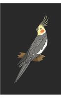 Cockatiel