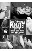 Guide to Owning a Parakeet: Budgie