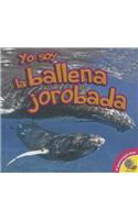 Yo Soy la Ballena Jorobada