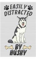 Easily Distracted by Husky