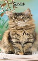 Cats 2020 Slim Calendar