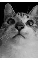 Dracula Cat Notebook