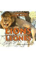 Lions / Leones