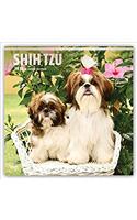 Shih Tzu 2018 Calendar