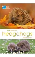 RSPB Spotlight Hedgehogs