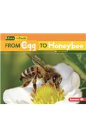 From Egg to Honeybee: (Start to Finish, Second Series)