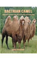 Bactrian Camel: Incredible Pictures and Fun Facts about Bactrian Camel