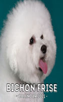 Bichon Frise