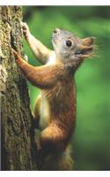 Eichhörnchen Kalender