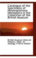 Catalogue of the Specimens of Heteropterous-Hemiptera in the Collection of the British Museum