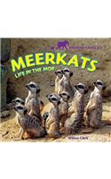 Meerkats