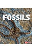 Fossils: (Rocks)