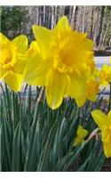 Journal Spring Yellow Daffodils