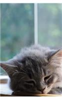 Fluffy Gray Kitten Taking a Nap Journal
