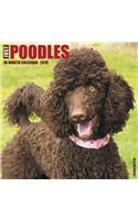 Just Poodles 2019 Wall Calendar (Dog Breed Calendar)