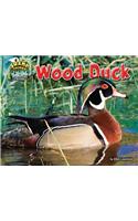 Wood Duck