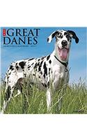 Just Great Danes 2017 Wall Calendar