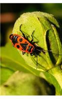 Firebug Pyrrhocoris Apterus Journal: Take Notes, Write Down Memories in this 150 Page Lined Journal