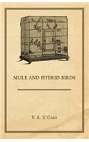 Mule And Hybrid Birds