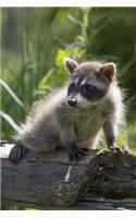 Baby Raccoon Explores the Wilderness Journal: 150 page lined notebook/diary(English)