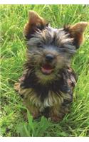 Yorkshire Terrier Puppy Journal: 150 page lined notebook/diary(English)