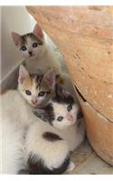 Three Darling Kittens Journal