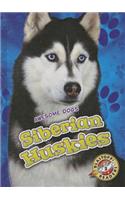 Siberian Huskies
