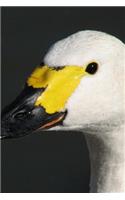 Head of a Bewick's Swan Journal