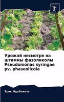 &#1059;&#1088;&#1086;&#1078;&#1072;&#1081; &#1085;&#1077;&#1089;&#1084;&#1086;&#1090;&#1088;&#1103; &#1085;&#1072; &#1096;&#1090;&#1072;&#1084;&#1084;&#1099; &#1092;&#1072;&#1079;&#1086;&#1083;&#1080;&#1082;&#1086;&#1083;&#1099; Pseudomonas syringa