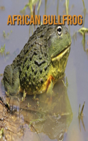 African Bullfrog: Amazing Pictures & Fun Facts on Animals in Nature