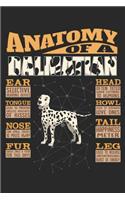 Anatomy Of A Dalmatian