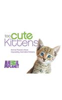 Too Cute Kittens