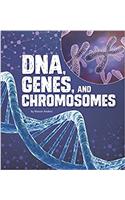 DNA, Genes, and Chromosomes