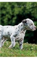 Dalmatian June Notebook Dalmatian Record, Log, Diary, Special Memories, To Do List, Academic Notepad, Scrapbook & More
