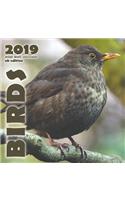 Birds 2019 Mini Wall Calendar (UK Edition)