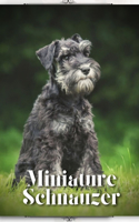 Miniature Schnauzer: Dog breed overview and guide