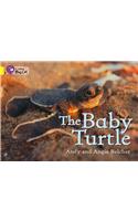 The Baby Turtle Workbook