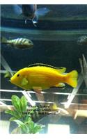 Electric Yellow (African Cichlid) 100 Page Lined Journal