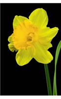 Yellow Narcissus Flower Isolated Journal